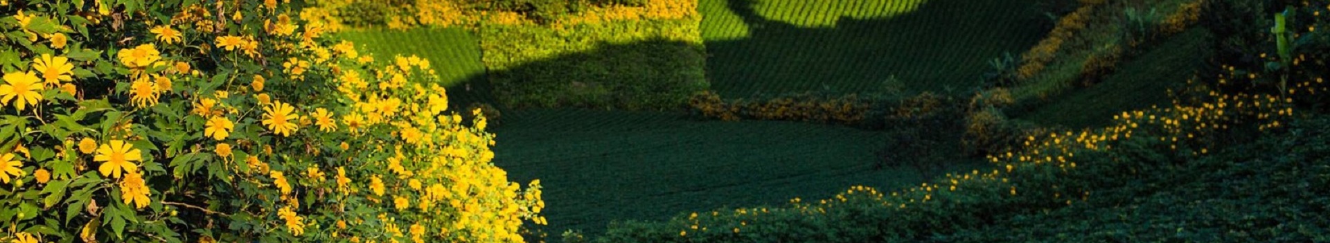 Image Banner default