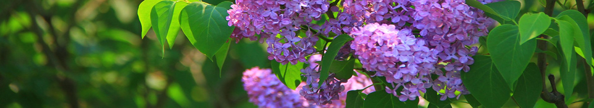 Image Banner default