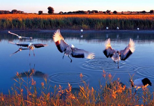 v&eacute; m&aacute;y bay đi&nbsp;Trường Xu&acirc;n