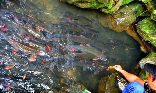 Suối cá Thần Cẩm Lương, Thanh Hóa Vé máy bay từ Phú Quốc đi Thanh Hóa