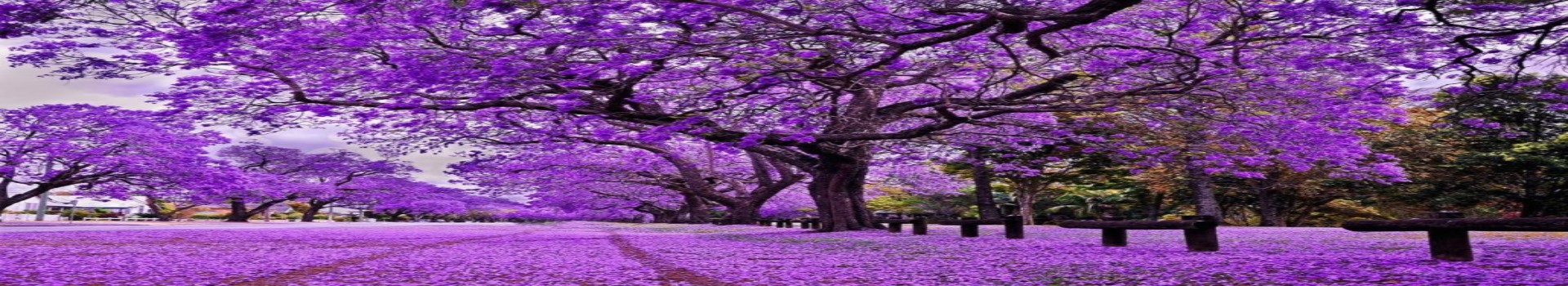 Image Banner default