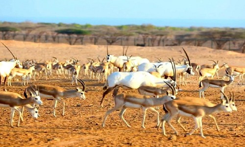 Vé máy bay từ Hồ Chí Minh đi Abu Dhabi giá rẻ