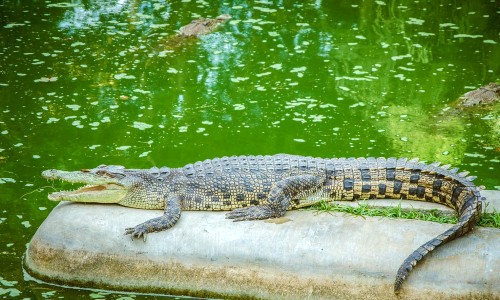 Vé máy bay từ Hồ Chí Minh đi Davao
