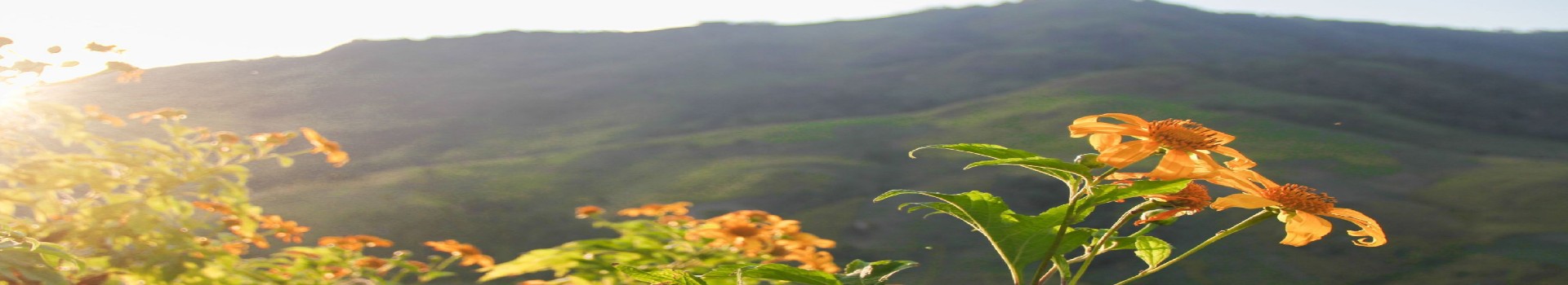Image Banner default