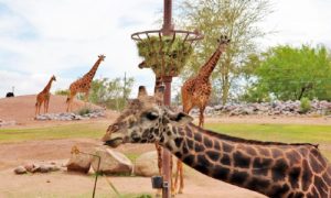 Vé máy bay từ Hà Nội (HAN) đi Phoenix (PHX) giá rẻ