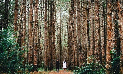 Vé máy bay giá rẻ từ Hải Phòng đi Đà Lạt