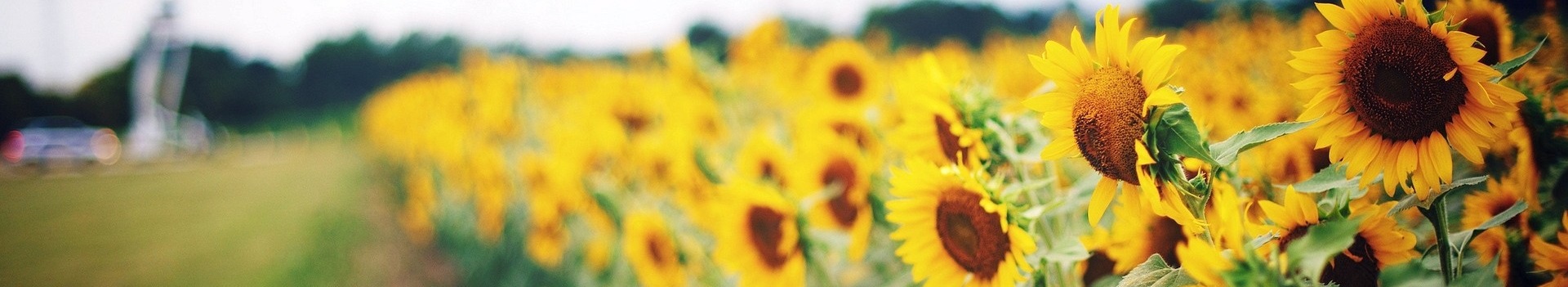 Image Banner default