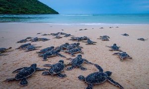 Vé máy bay Thanh Hóa đi Côn Đảo giá rẻ