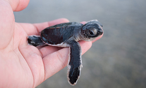 vé máy bay từ vinh đi côn đảo