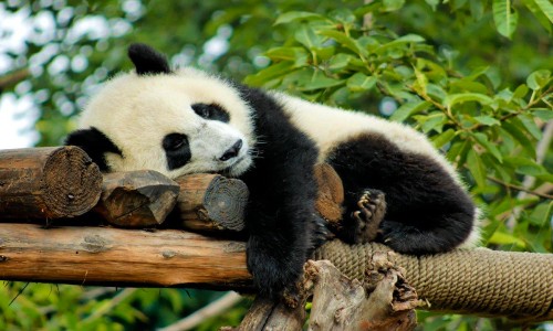 ve may bay tu tp ho chi minh di thanh do