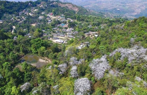 Điện Biên giữa mùa hoa và thực vật trù phú