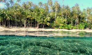 Vé máy bay đi Papua New Guinea
