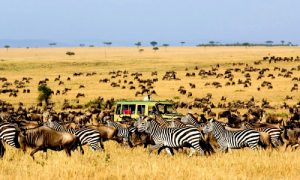 Vé máy bay đi Kenya
