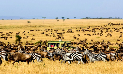 v&eacute; m&aacute;y bay đi kenya