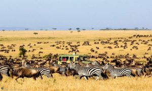 Vé máy bay đi Tanzania