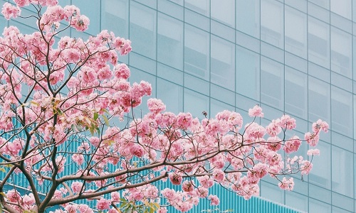 Mùa kèn hồng Sài Gòn