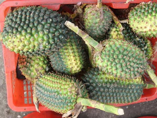 kinh-nghiem-du-lich-cu-lao-cham