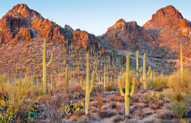 Những cây xương rồng saguaro khổng lồ giữa sa mạc Sonoran tại Saguaro National Park Những cây xương rồng saguaro khổng lồ giữa sa mạc Sonoran tại Saguaro National Park