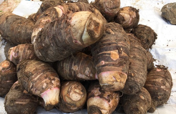 Kinh nghiệm du lịch Mộc Châu