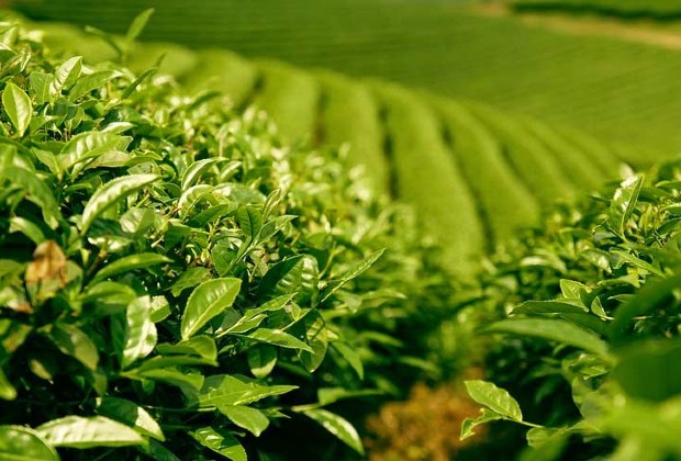 Kinh nghiệm du lịch Mộc Châu