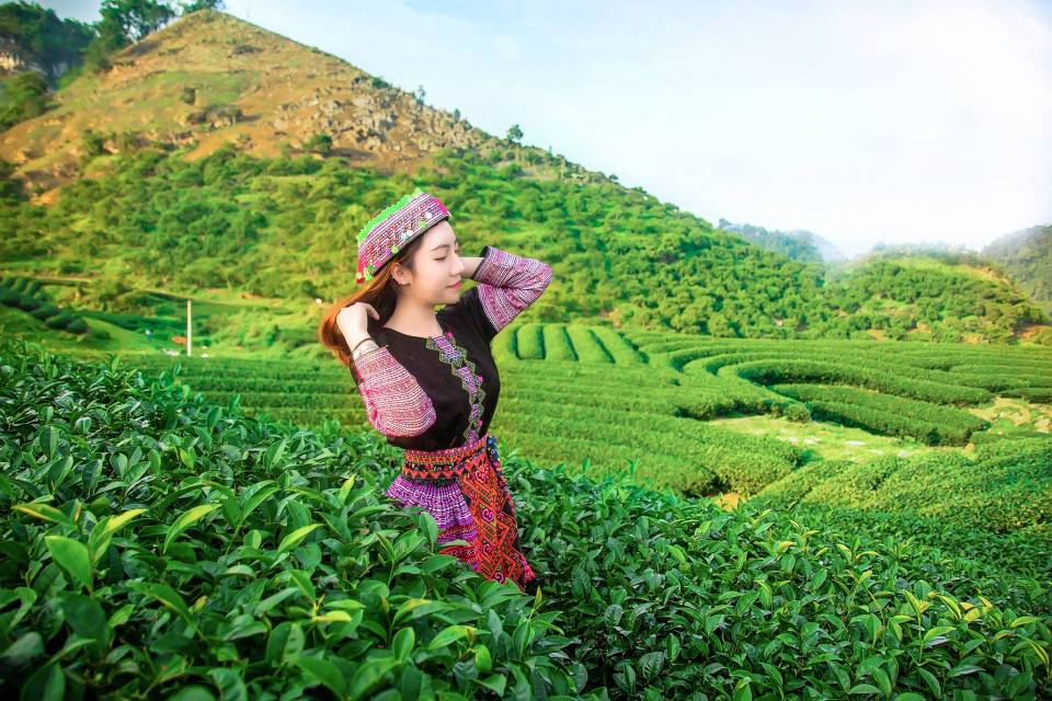 Kinh nghiệm du lịch Mộc Châu