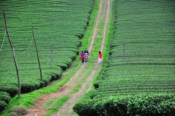 Kinh nghiệm du lịch Mộc Châu