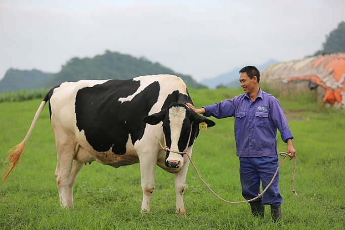 Kinh nghiệm du lịch Mộc Châu