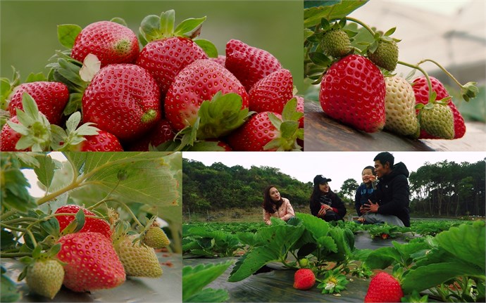 Kinh nghiệm du lịch Mộc Châu