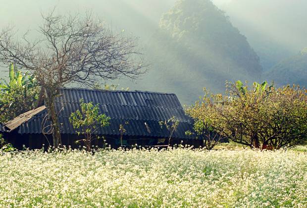 Kinh nghiệm du lịch Mộc Châu