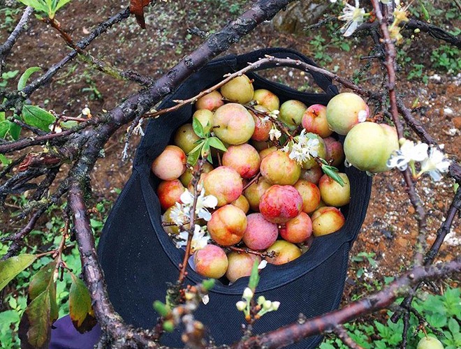 Kinh nghiệm du lịch Mộc Châu