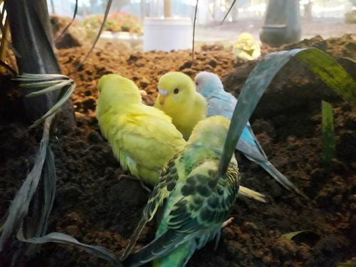 kinh-nghiem-di-du-lich-flc-sam-son