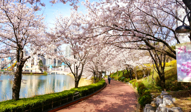 hoa anh đào Hàn Quốc