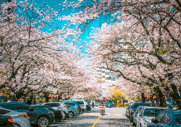 địa điểm du lịch Hàn Quốc mùa hoa anh đào