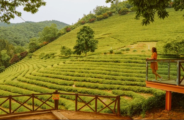 du lịch Hàn Quốc