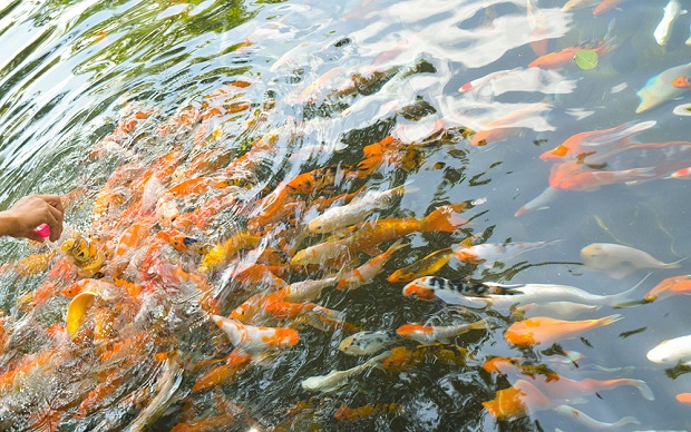 Khu du lịch Suối Mơ