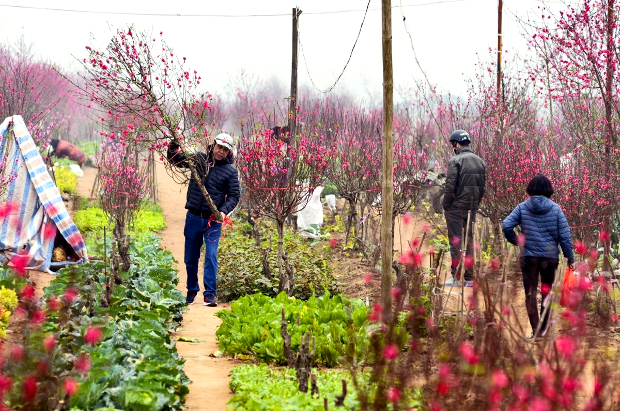 hoa đào Tết