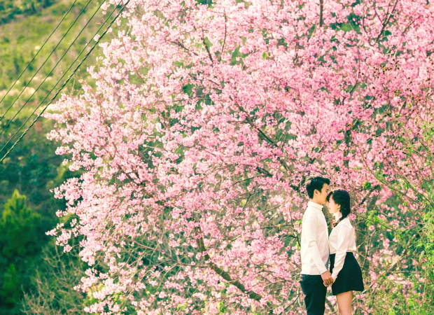 mùa mai anh đào đà lạt