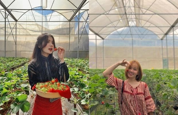 du lịch Đà Lạt tháng 1