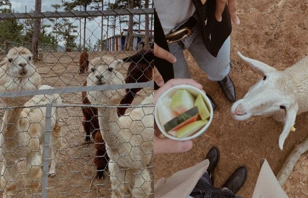 du lịch Đà Lạt tháng 1