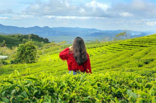 Kinh nghiệm du lịch Đà Lạt - Đồi chè Cầu Đất