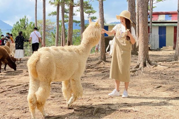 Kinh nghiệm du lịch Đà Lạt - Vườn thú ZooDoo