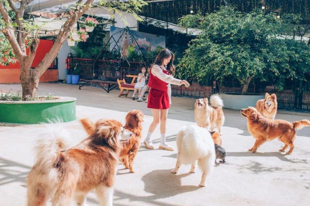 Kinh nghiệm du lịch Đà Lạt - Puppy Farm Đà Lạt