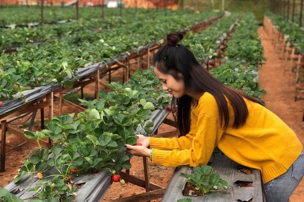 Kinh nghiệm du lịch Đà Lạt - vườn dâu