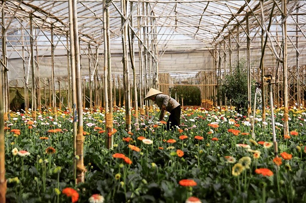 du lịch Đà Lạt tháng 1