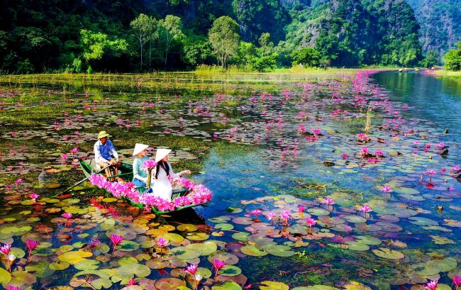 tour-du-lich-ninh-binh-1-ngay Tam Cốc mùa hoa sen thơm ngát thu hút nhiều du khách ghé thăm