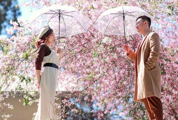 Du lịch Tết Vũng Tàu - hoa anh đào 