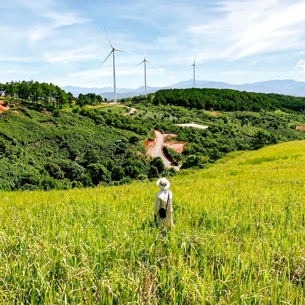 đồi chè Cầu Đất