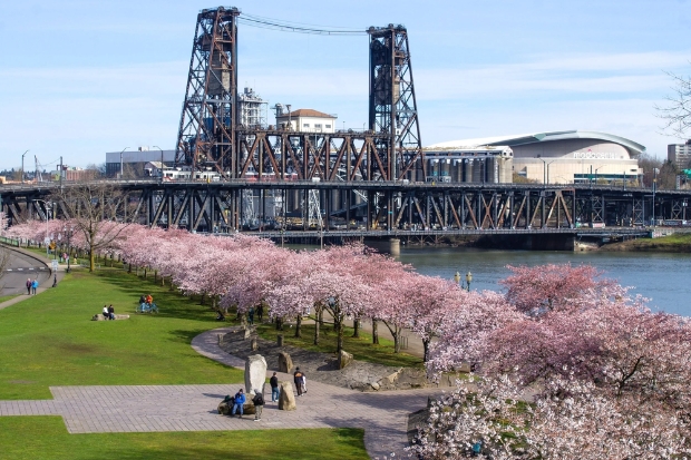 Hoa anh đ&agrave;o nở rực rỡ tại Tom McCall Waterfront Park, điểm ngắm xu&acirc;n nổi tiếng ở Portland (Oregon)
