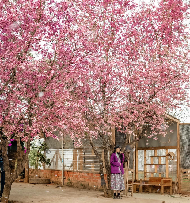 Mai anh đào Đà Lạt