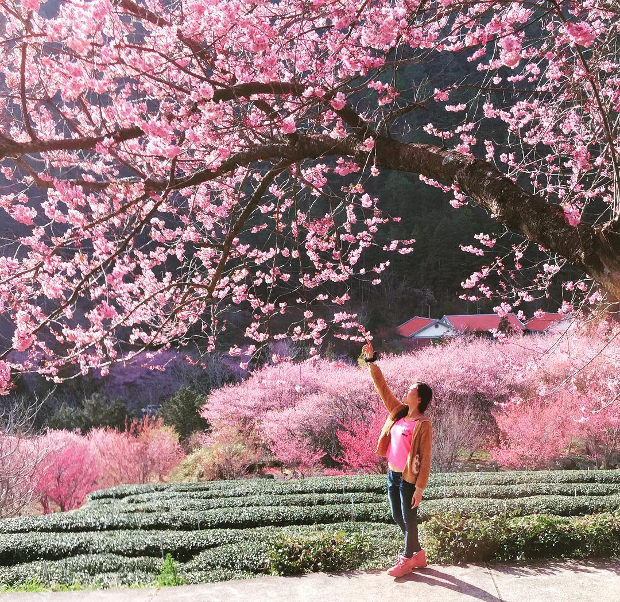 mai anh đào đà lạt